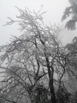 Arbres givrés